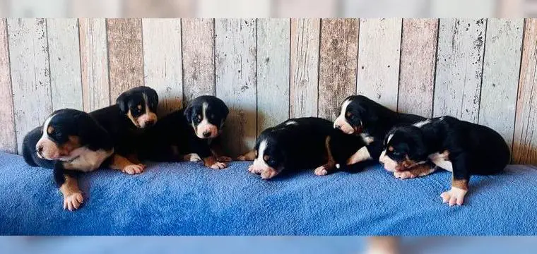 Welpen Grosser Schweizer Sennenhund mit Ahnentafel