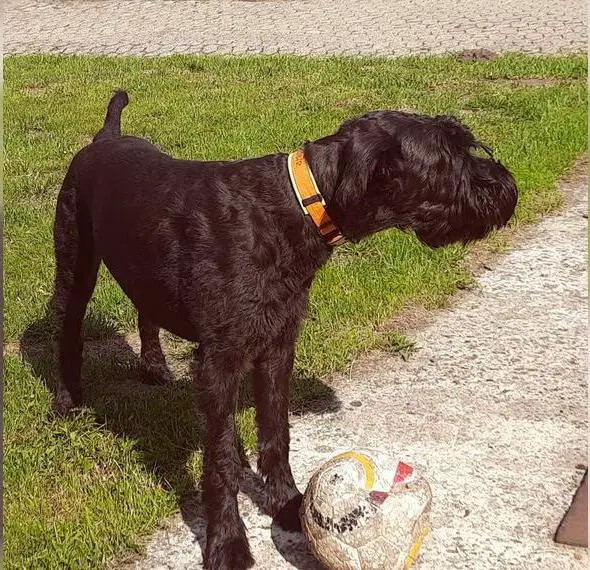 Schnoodel Welpen geplant