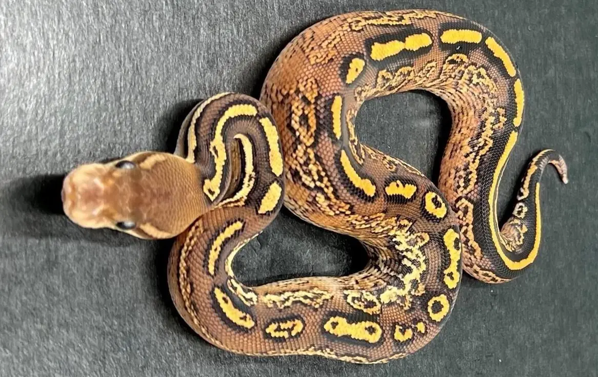 1.0 Black Pastel, Bongo, Het 100% Clown, pos. Neon