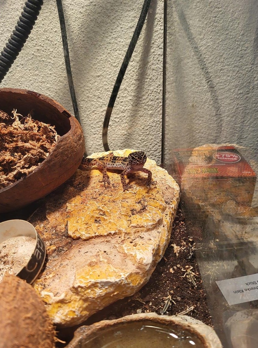 Leopardgecko Nachzucht zu verkaufen