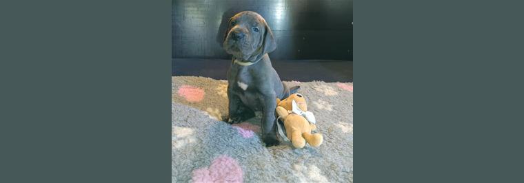 Deutsche Doggen Welpen vom Drömlingshof