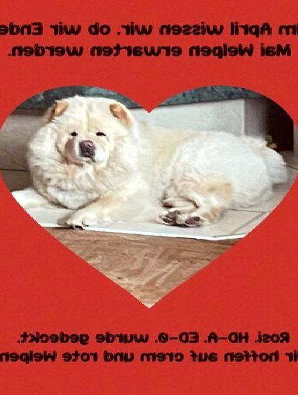 Chow Chow Welpen vom Tiergarten