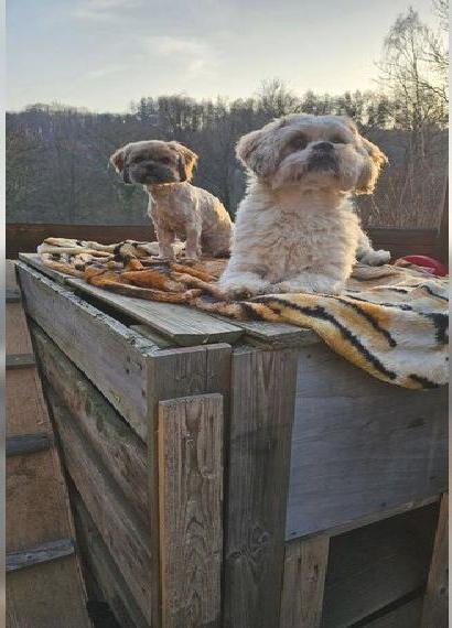 Lhasa Apso Deckrüde gesucht