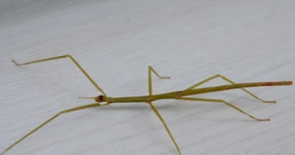 Stabheuschrecken zu verkaufen