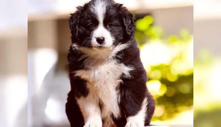 Black is Beautiful (Showlinie)