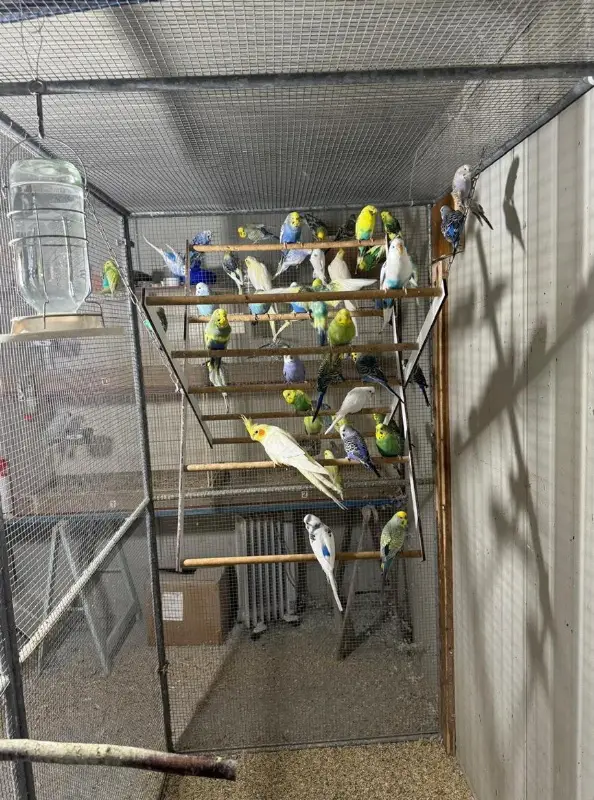 Diverse Sittiche günstig abzugeben
