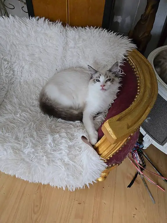 Casanova sucht ein Zuhause