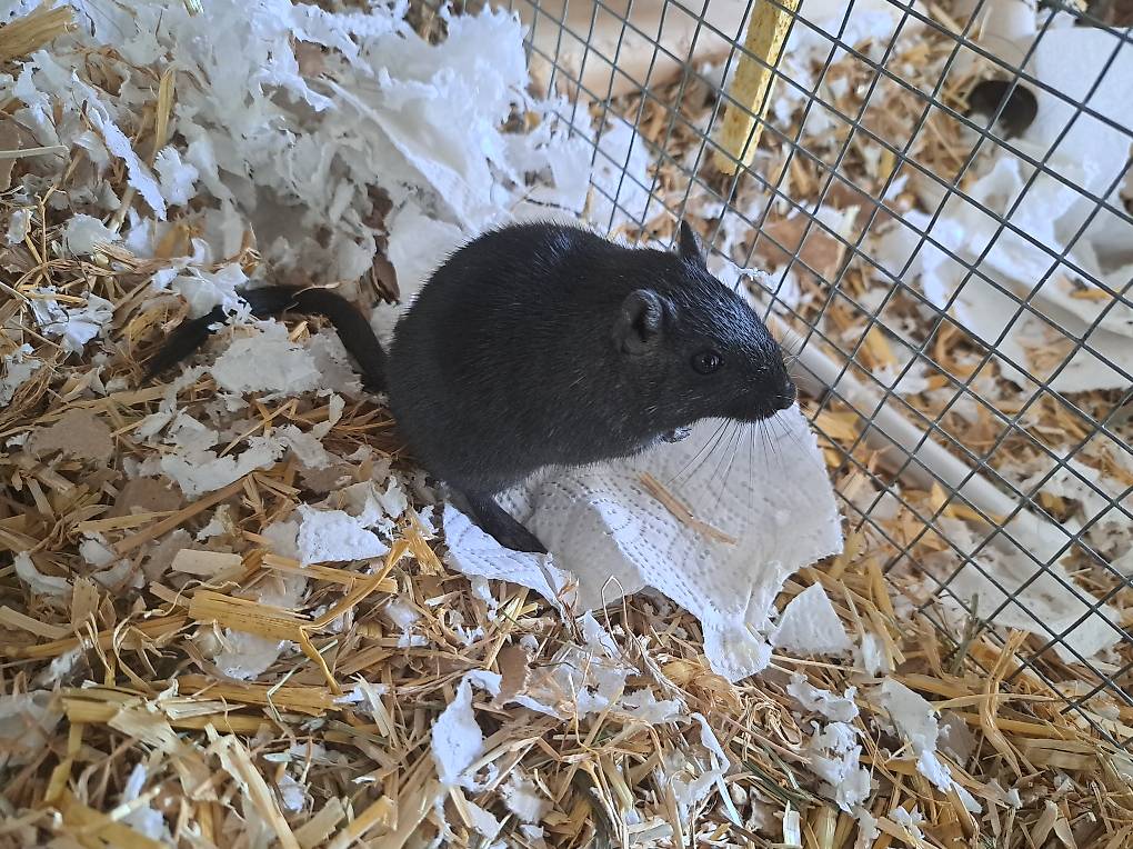 Rennmaus zur VG zu verschenken