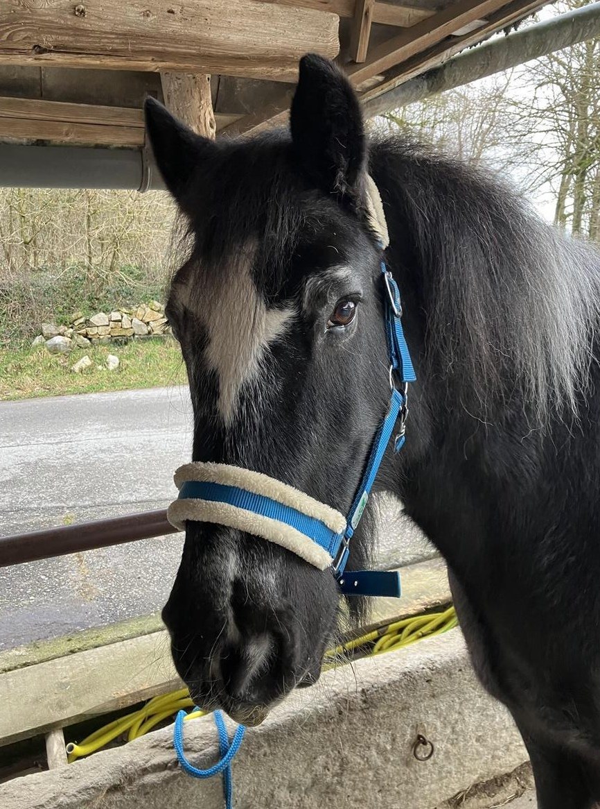 Reitbeteiligung gesucht für Tinker Wallach, Niedergösgen SO