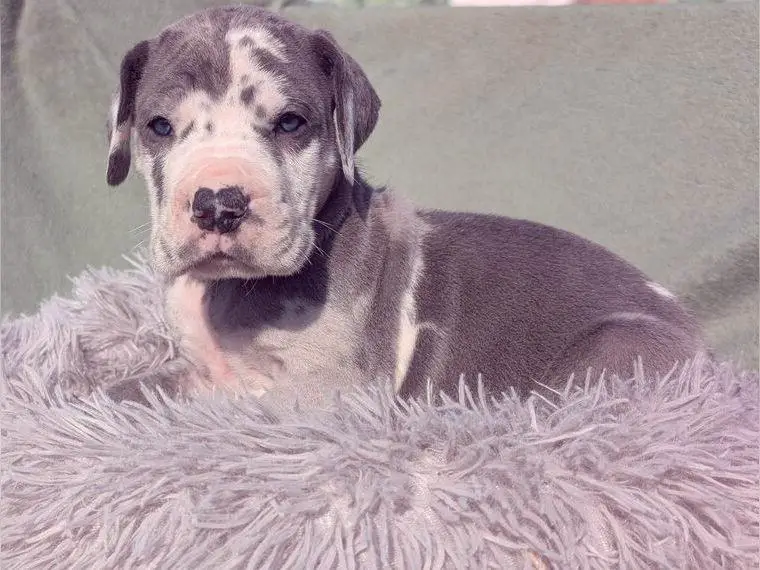 Deutsche Doggen Welpen in schicken Farben