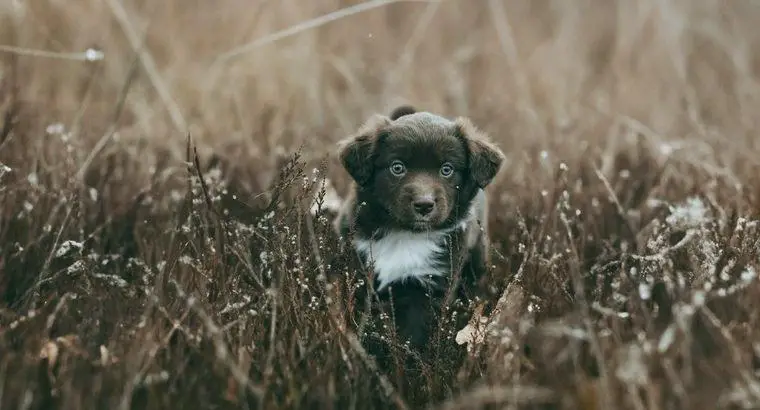 Mini Aussie Miniature Australian Shepherd Welpe Rüde mit Papieren