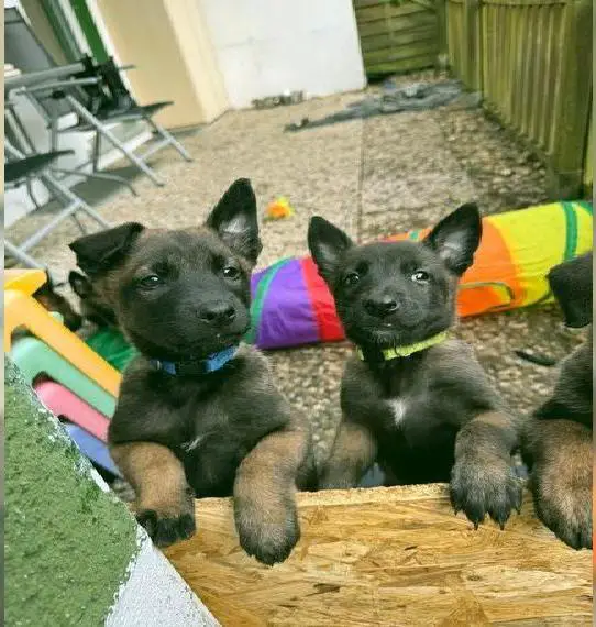 Reinrassige Malinois Welpen