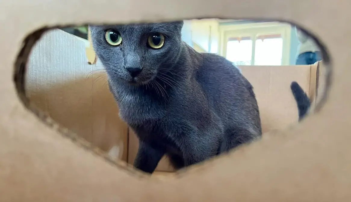 Russisch Blau x Korat Mix Kitten, 8 Monate, kastriert