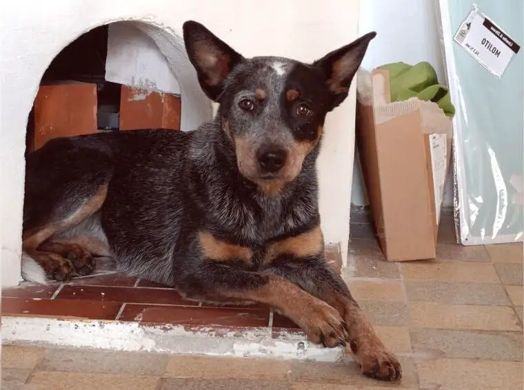 Australian cattledog