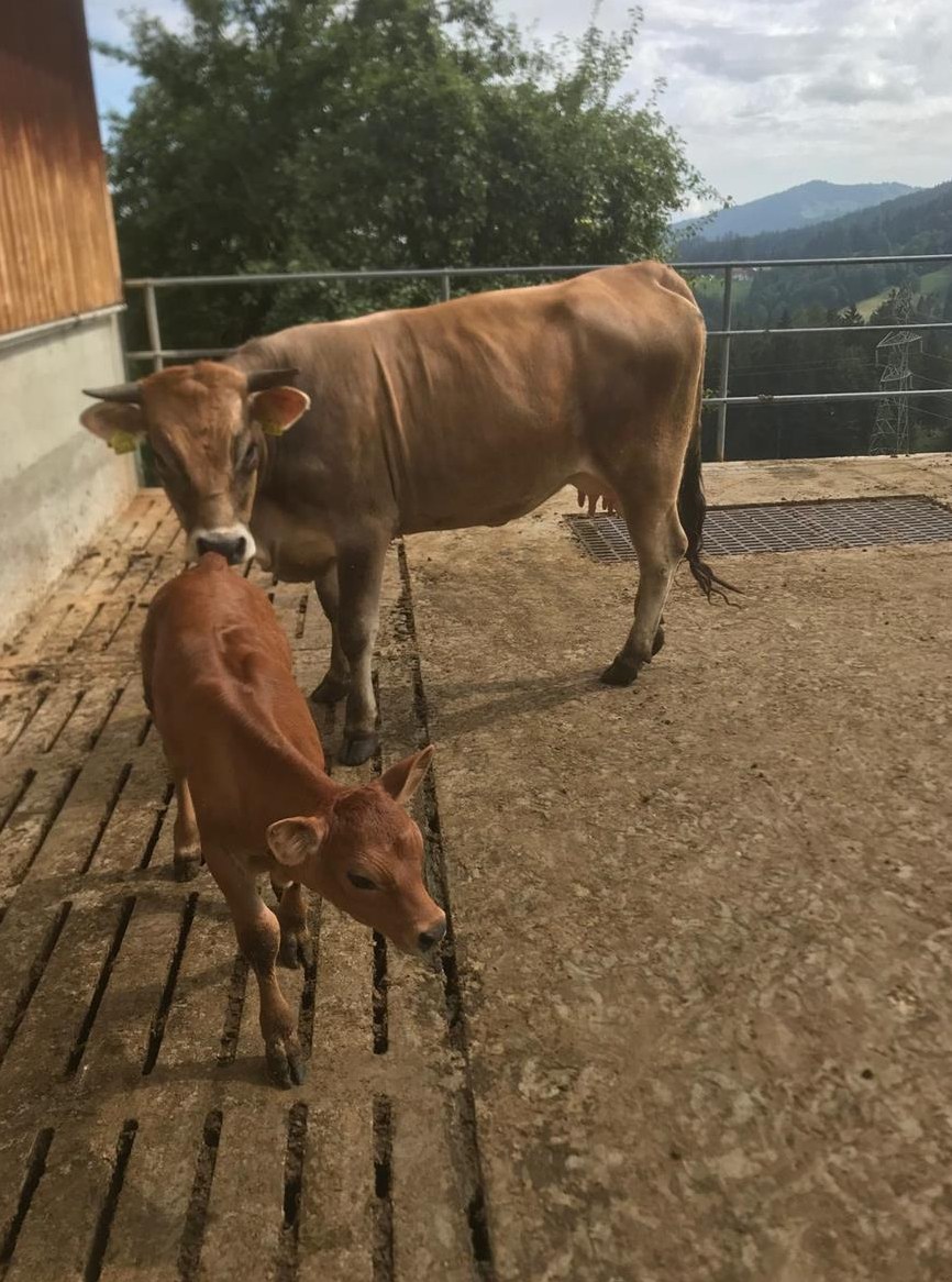 F1 Rind mit Kalb zu verkaufen