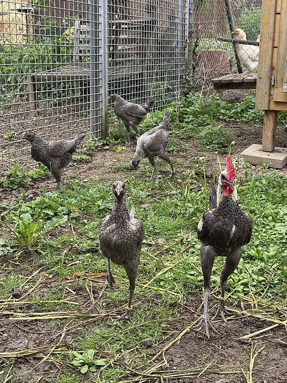 Bruteier von modernen englischen Zwergkämpfern