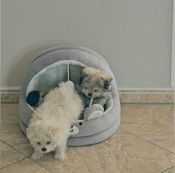 Abgabebereit, Mini Maltipom Welpen