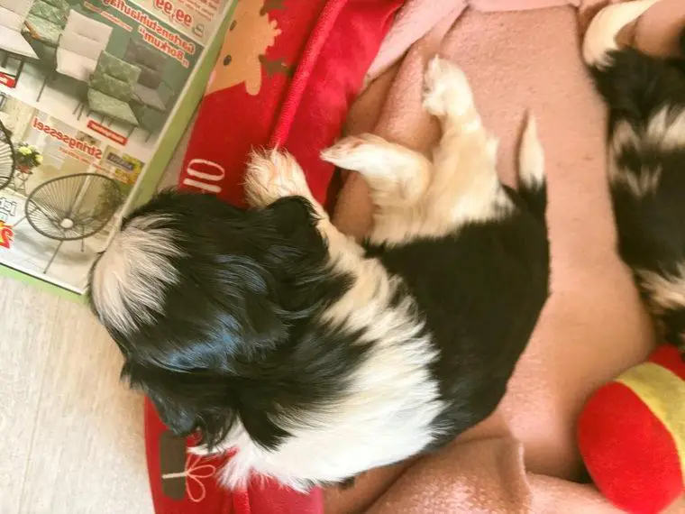 Reinrassige Shih Tzu Rüden Welpen