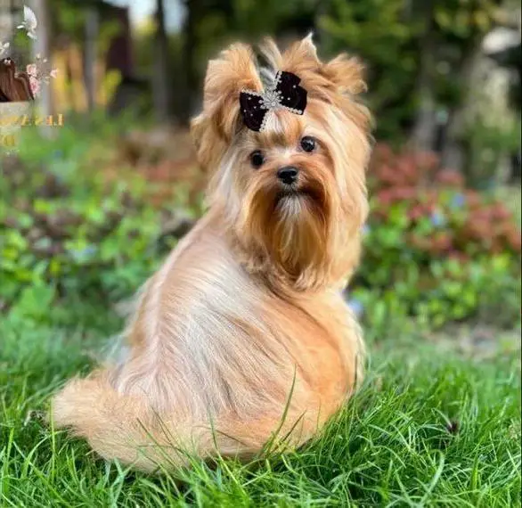 Ocean Pearl Yorkshire Terrier Hündin Ahnentafel Showhund 1j