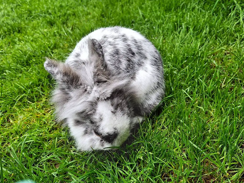Löwenkopfzwerg kastraten