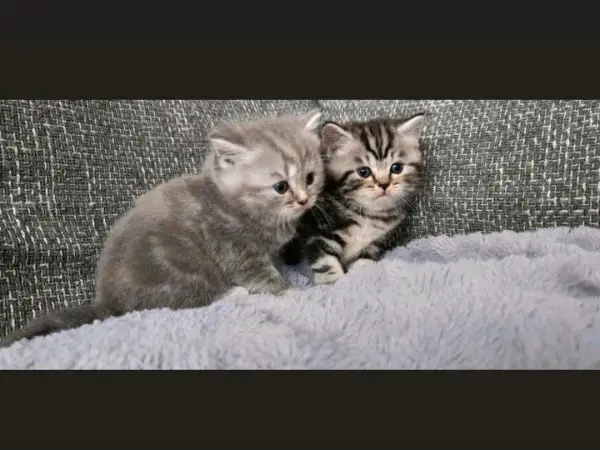 Süsses BKH - sofort abgabereit