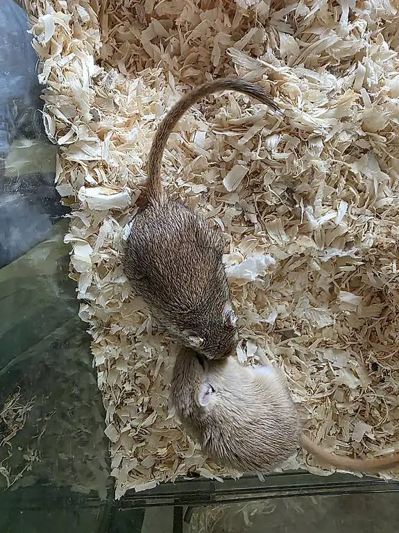 Zwei Rennmausfreunde suchen ein neues Zuhause