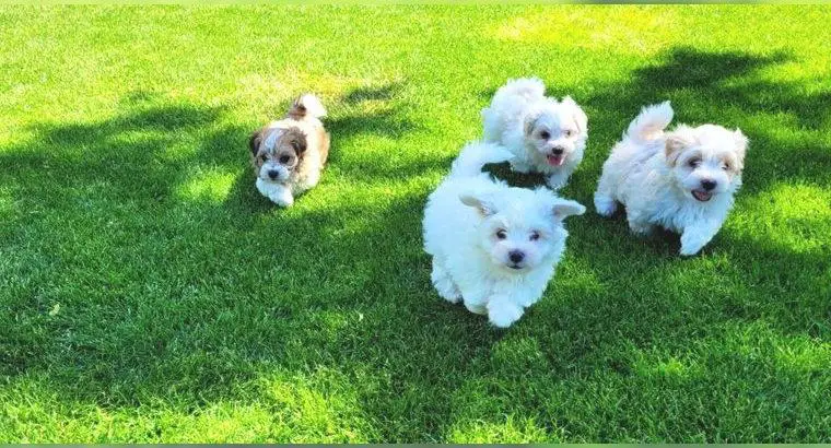 Bichon frise-Havaneser Welpen