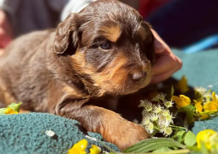 Aussiedoodle, Welpen