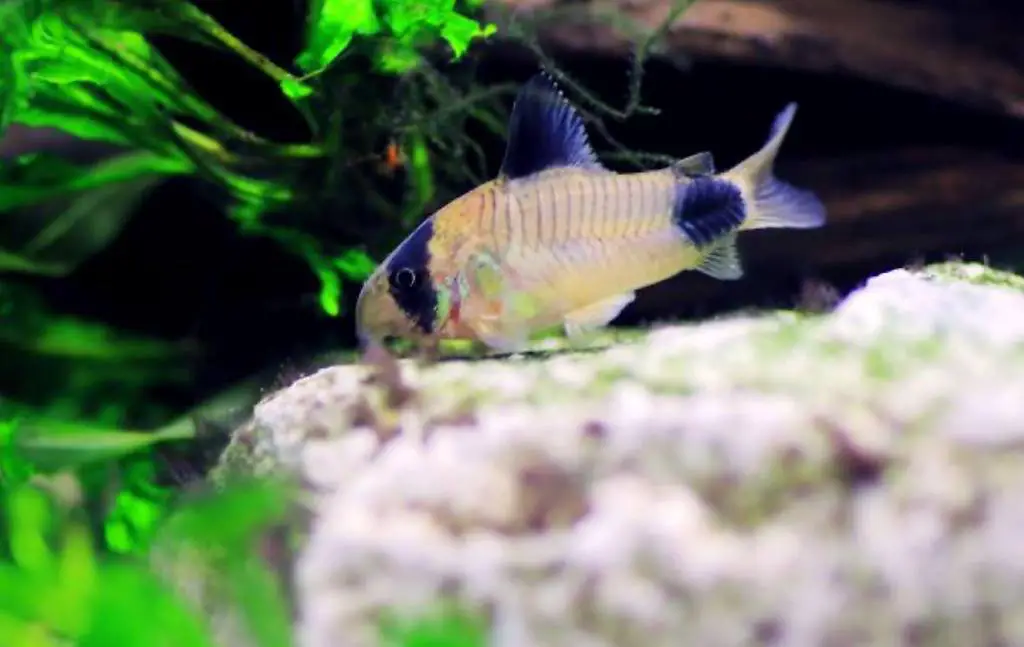 junge Panda Panzerwelse