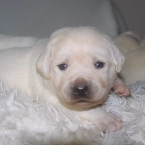 Edle weisse/gelbe Labradorwelpen mit Papieren.