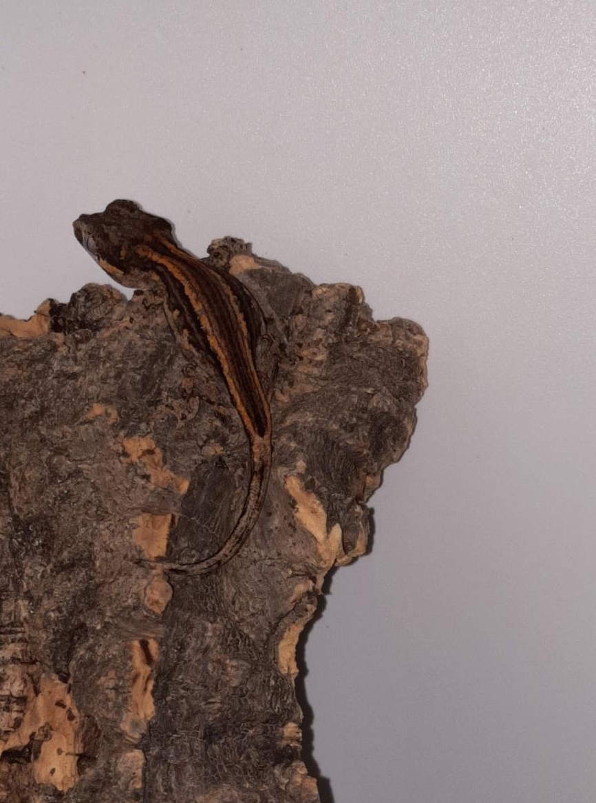 0.0.3 Rhacodactylus auriculatus, Höckerkopfgecko zu verkaufen