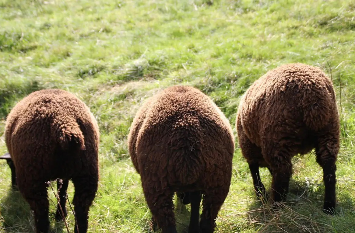Pachtland mit Stall gesucht für Schafe, Raum Biglen & Umgebung