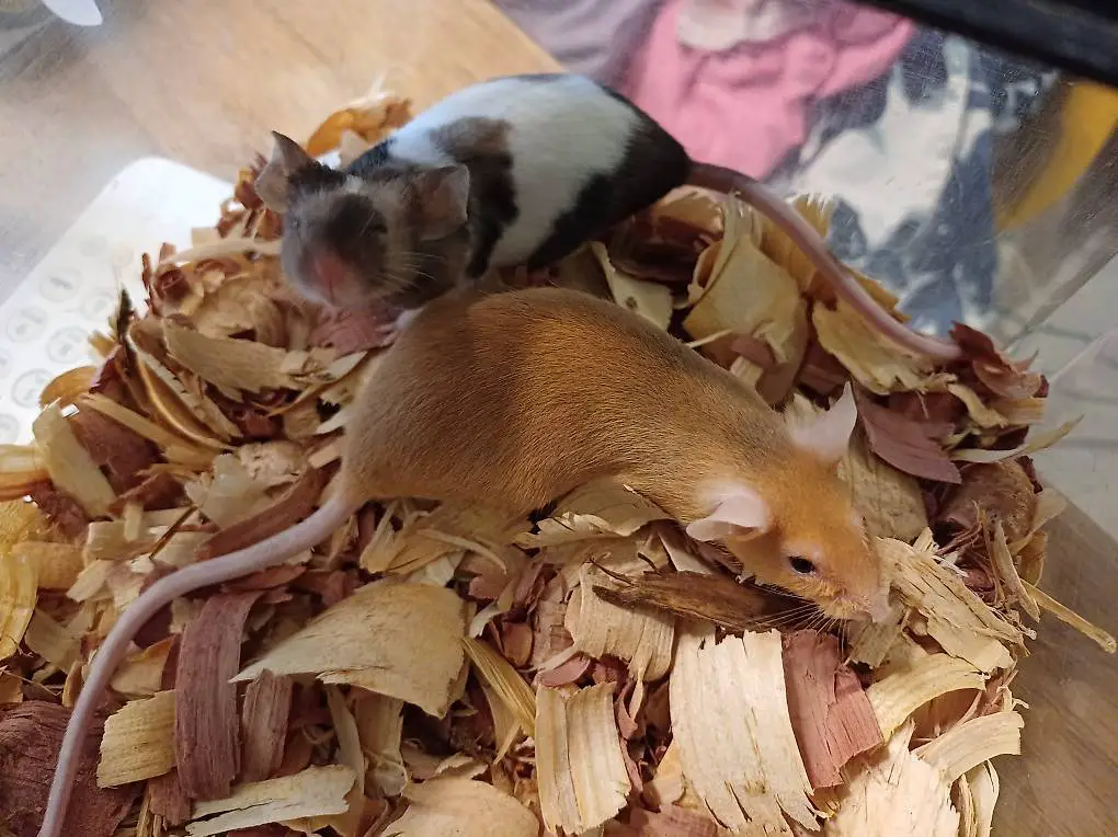 3 Stk. Farbmäuse weiblich