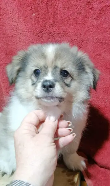 Pomeranian Spitz Welpen