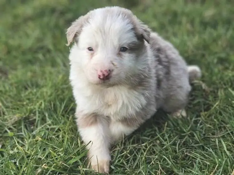 Border Collie Welpen Rüden und Hündinnen