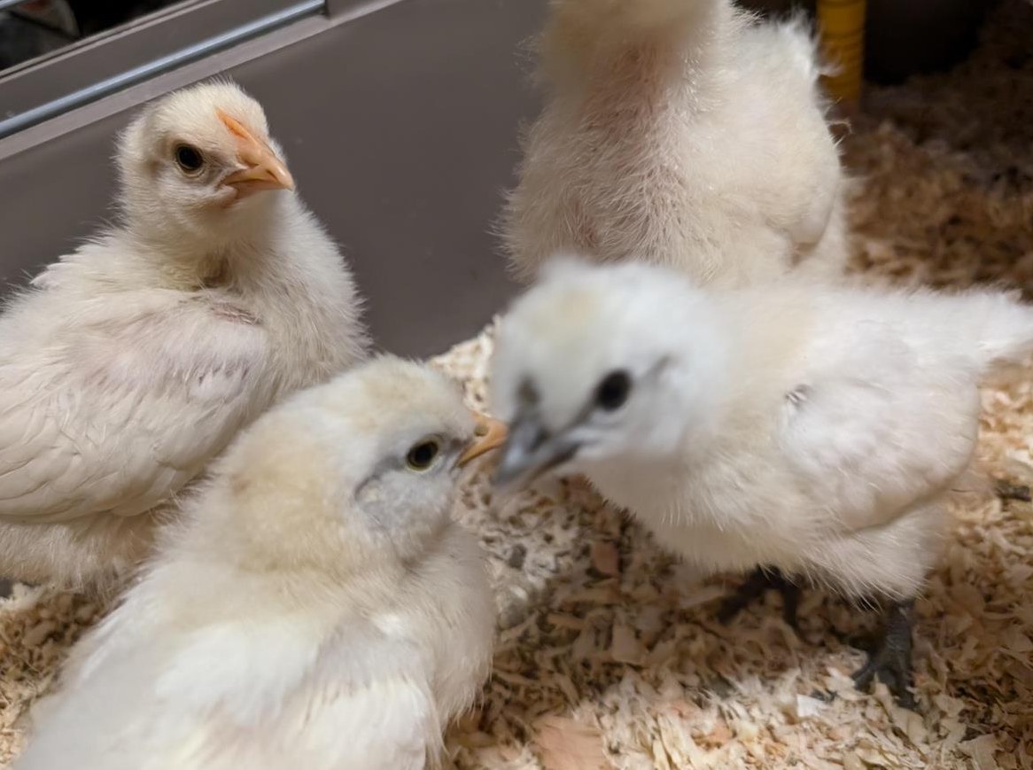 Küken, Soda Hühner zu verkaufen