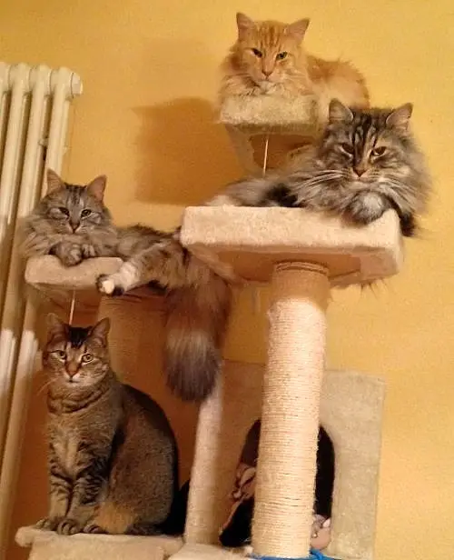  Katzenbetreuung mit Herz in ihrer Abwesenheit (BE/FR)