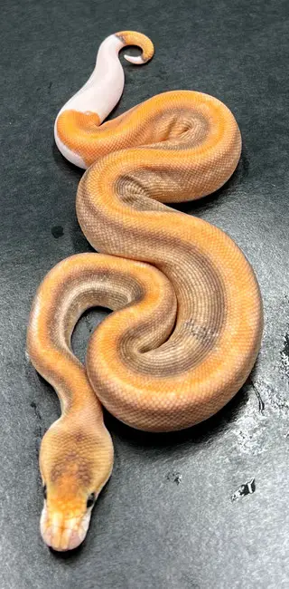Schöner Königspython sucht neues Zuhause