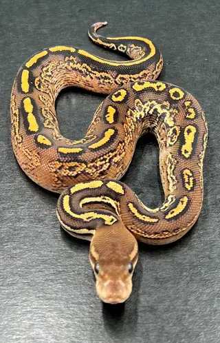 Gesunder Königspython zu verkaufen