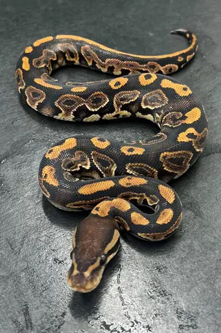 Königspython zu verkaufen
