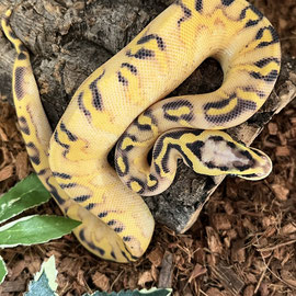 Königspython abzugeben