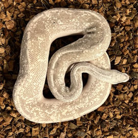 Farbenprächtiger Königspython sucht neuen Besitzer