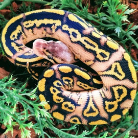 Zahmer Königspython