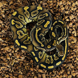 Verkaufe Königspython