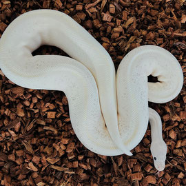 Königspython für erfahrene Halter zu verkaufen