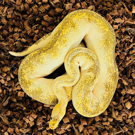 Königspython zu verkaufen
