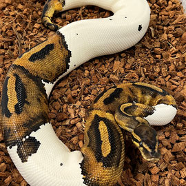 Königspython sucht liebevolles Zuhause