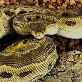 Wunderschöner Königspython abzugeben