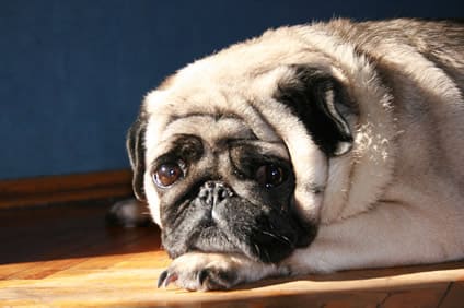 Senior Mops sucht ruhiges Zuhause