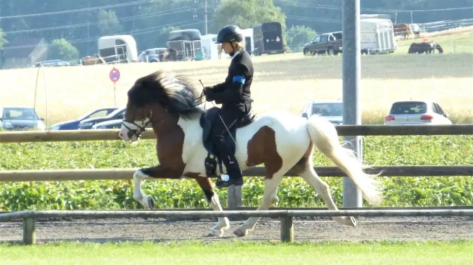 Islandpferd, Isländer, Hengst, Deckhengst